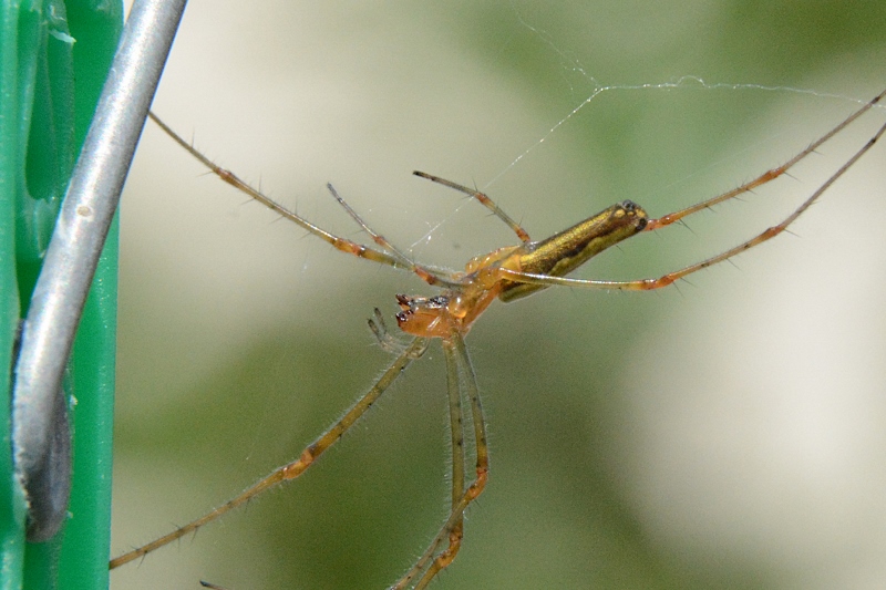 Tetragnatha sp.?  S! - Sassoferrato (AN)